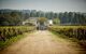 A group of people walking on a path through Chateau Coutet vineyard field