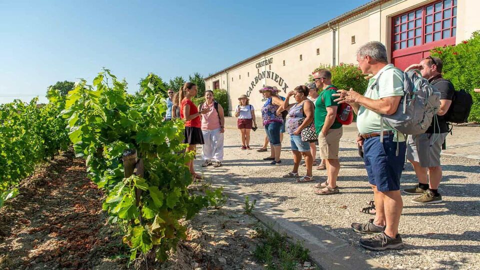 A tourist group stands in front of vineyard plants while a tourguide explains