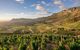 Fields of vineyards at dawn