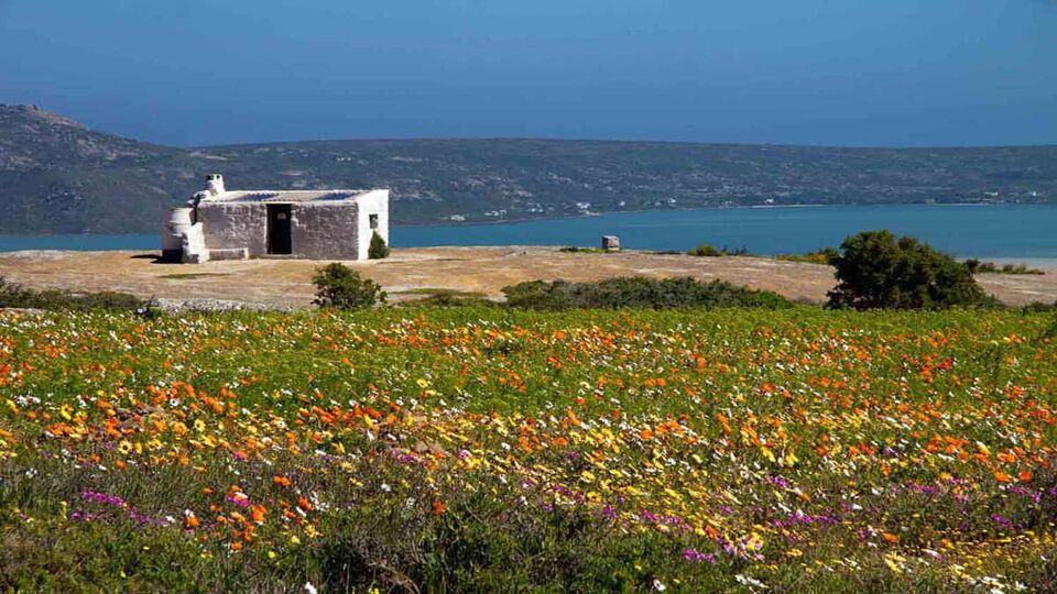 View of spring flowers blooming on a sunny day