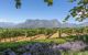 Side view of a vineyard on a sunny day