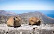Close up of two hyraxes enjoying the sun