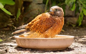 kestrel bathing in a bowl at world of birds
