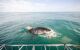 A great white shark attacking a bait ball just behind the cage