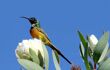 A small bird enjoying the view from a wild plant