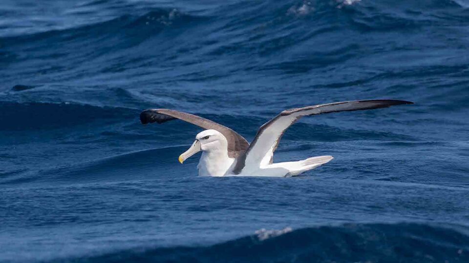 Bird resting on waves in the sea