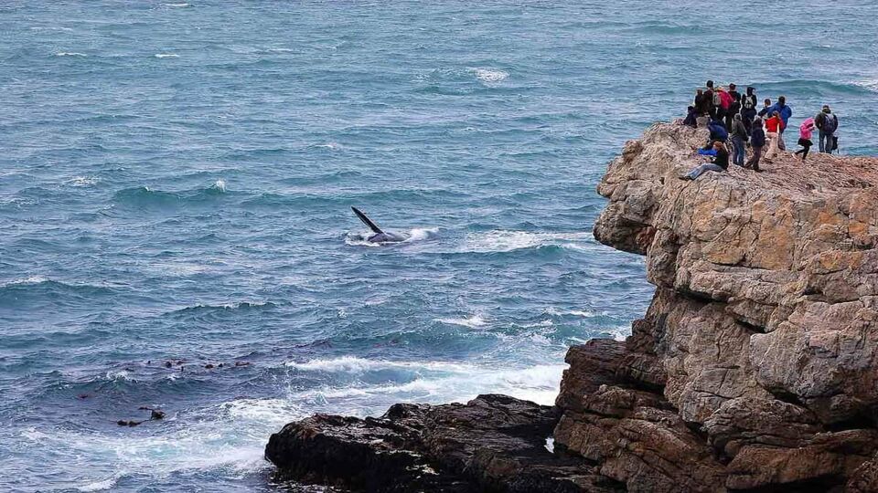 A group of people whale watching from a small cliff