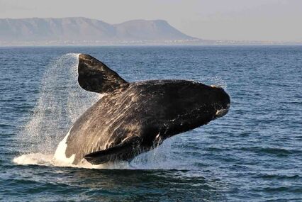 Close up shot of a southern right whale breaching off the cliffs at Hermanus
