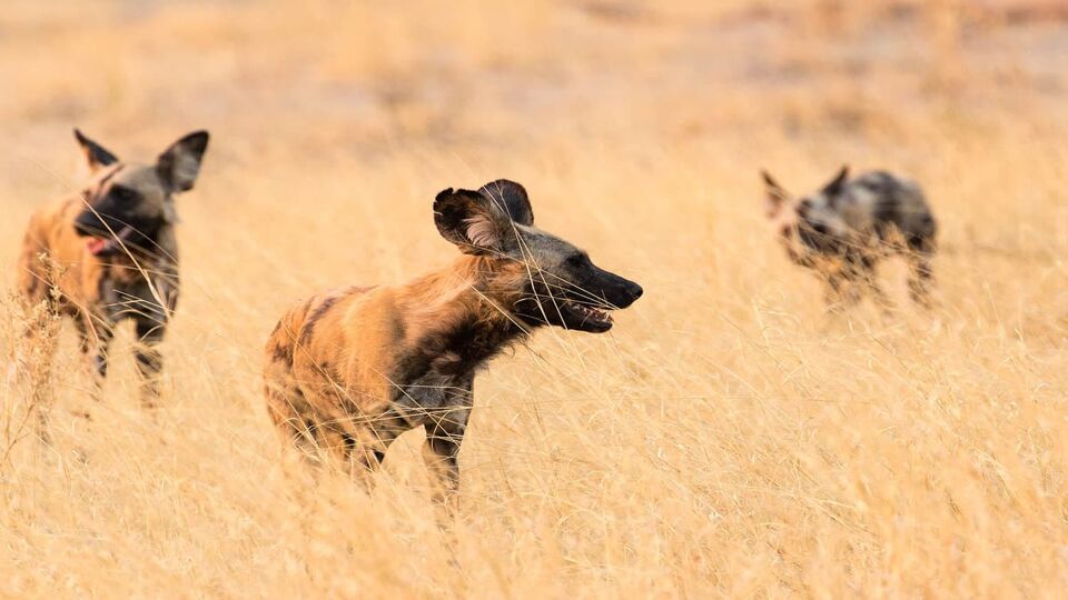 African wild dogs in a dry grassland in Savuti, Chobe national park, Botswana