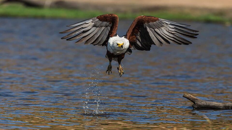 Fish Eagle flies along the banks of the Chobe River in Chobe National Park Botswana