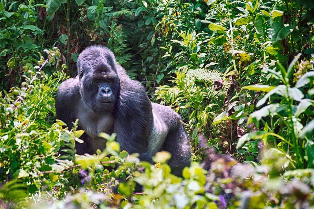 Close up of a male silverback