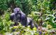 Close up of a male silverback