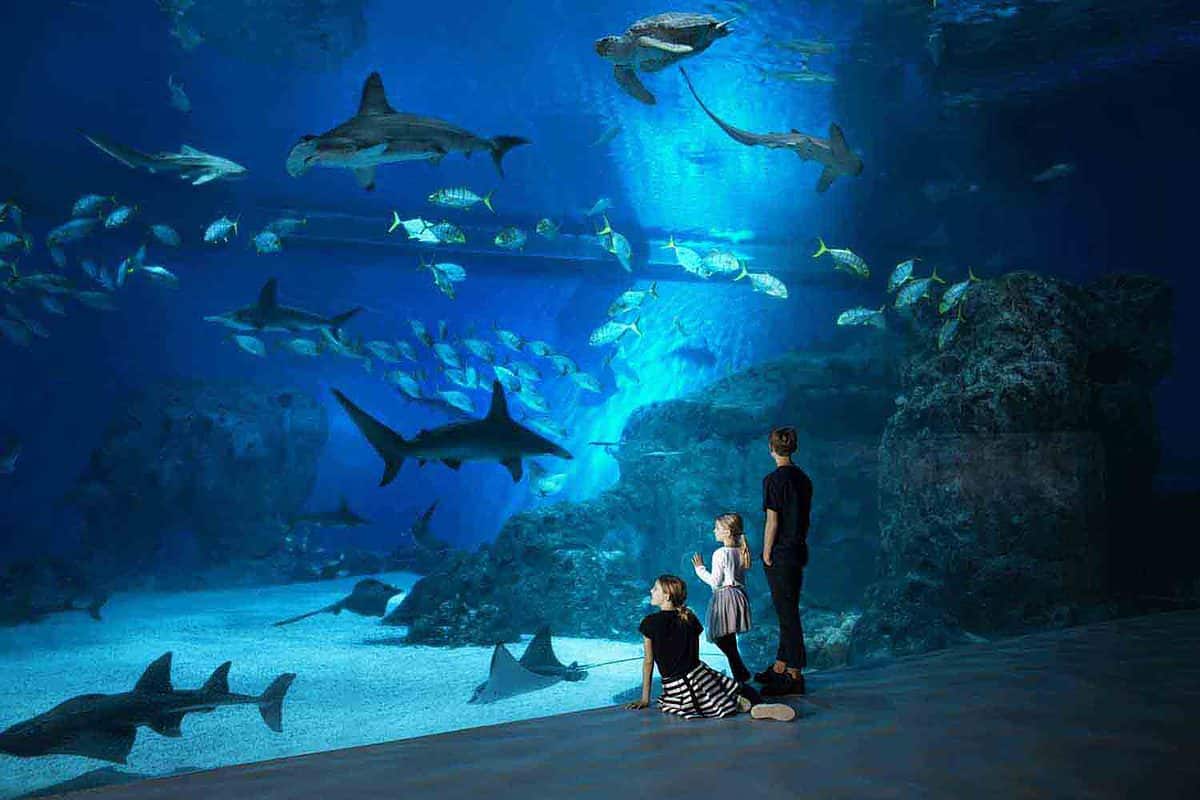 giant fish tank within the National Aquarium Denmark