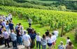 Tour group on a tour at the camel valley vineyard in cornwall