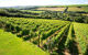 view down the vine covered hills of the camel valley vineyard