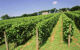 landscape of a vines in rows on a hill of the Camel Valley Vineyard