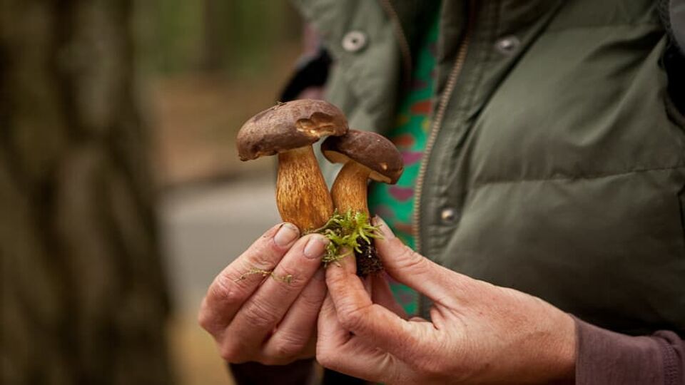 close up of wild mushroom