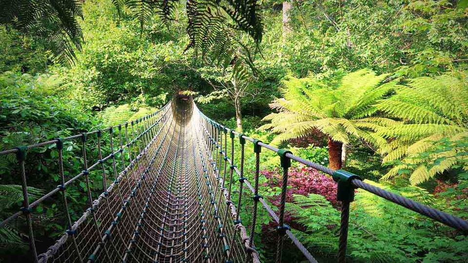 Rope bridge in the lost gardens of heligan