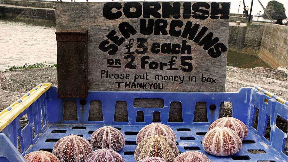Sea urchins for sale in a small port in Cornwall