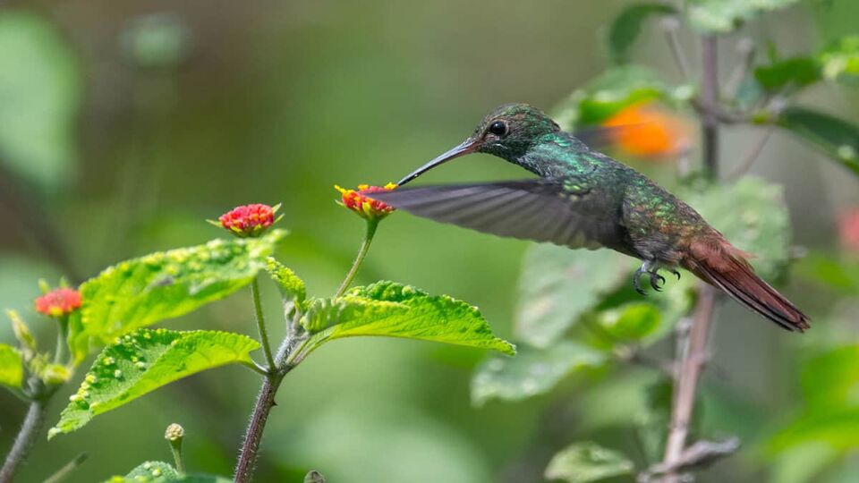 a close up of a humming bird flying mid air