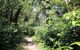 deep in the forestry in Cahuita National Park