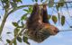 a sloth hanging upside down on a branch