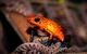 a red, orange and black frog sitting on a wooden platform