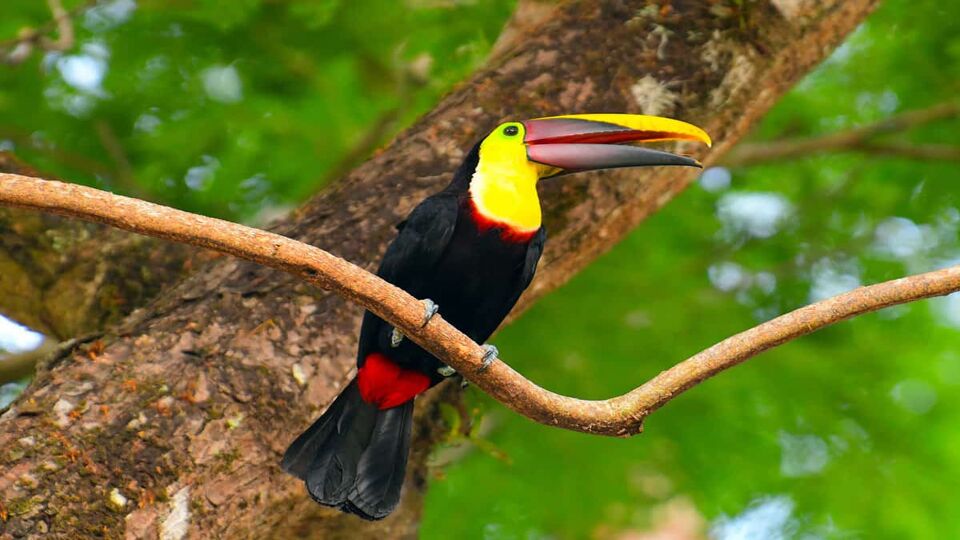 Red and yellow toucan sitting on a branch