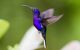 purple hummingbird hovering