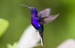 purple hummingbird hovering