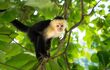 White-Headed Capuchin monkey in the rainforest of Costa Rica