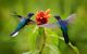 Blue hummingbird Violet Sabrewing flying next to beautiful red flower