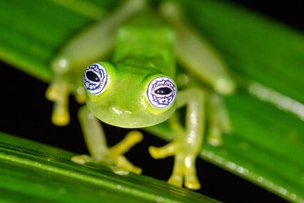 Costa Rica