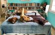 A bedroom at Finca La Vigia, American author Ernest Hemingway's home in La Havana Cuba, now a museum. On the bed, hunting trophies.