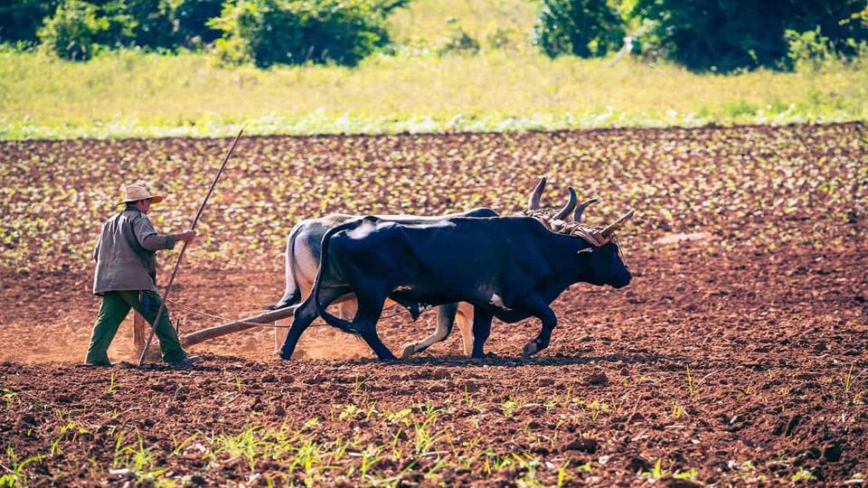 Cuban farmer ploughing field with plough pulled by oxen on tobacco plantation