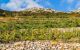 Vineyards behind cobble wall