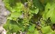 Wine grapes growing up close