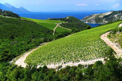 Vineyard in Dalmatia, Croatia, at the Adriatic coast.