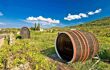 Wine barrels on Stari Grad plain, UNESCO world heritage site in Hvar island, Dalmatia, Croatia