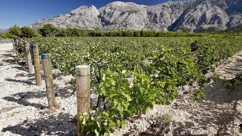 wines in vineyard in Dalmatian islands wine region