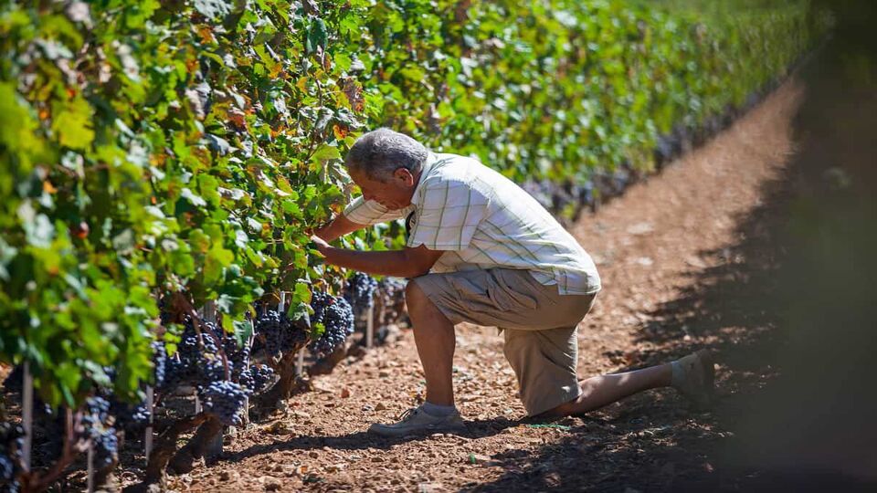 Old man collecting grapes in a vineyard in Dalmatian Islands