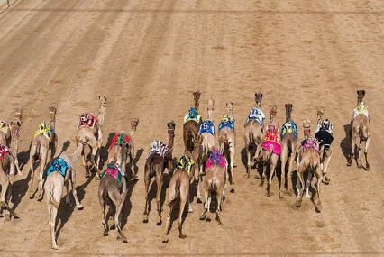 aerial view of camels racing