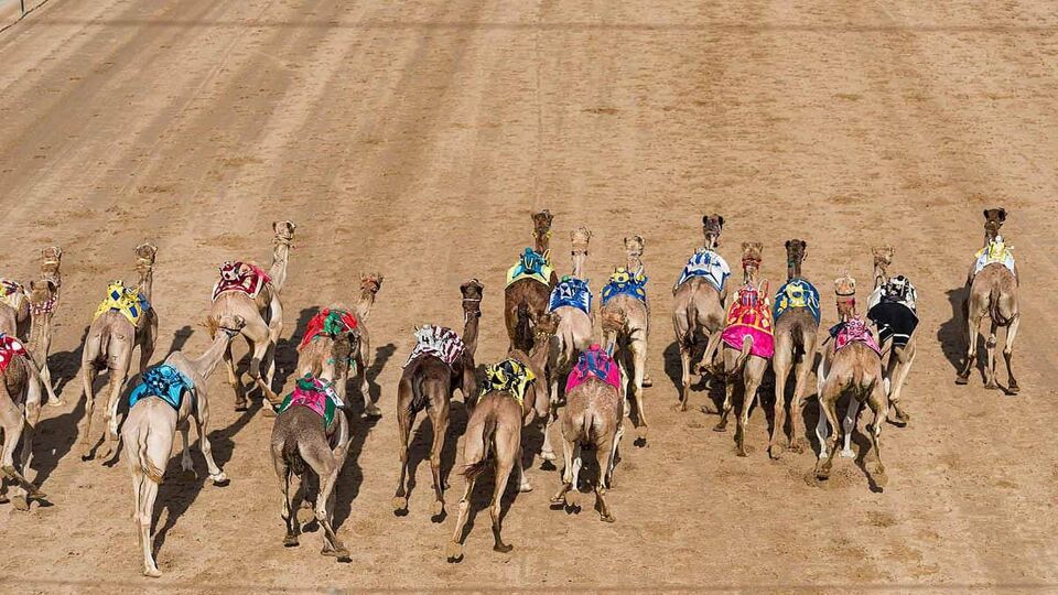 aerial view of camels racing