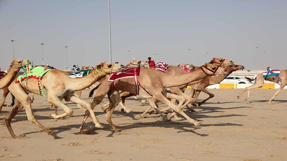 side view of camels racing