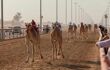 front view of camels racing