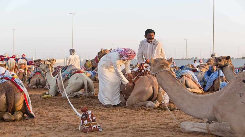 camel trainers and camels resting after a race