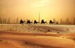 Train of camels in thr desert silhouette shadow infront of the city skyline in Dubai
