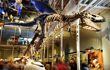 Close up of a large tyrannosaurus hanging from ceiling in an exhibit hall