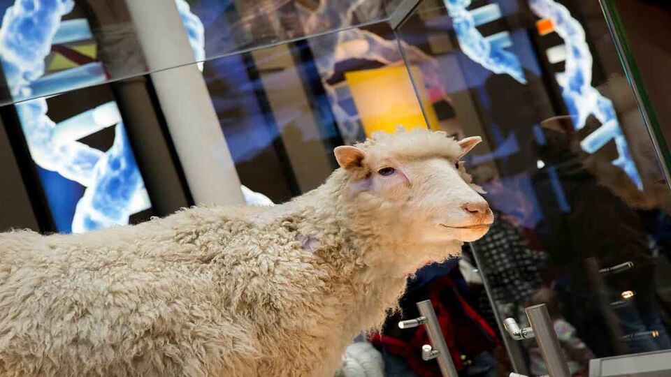 A photo of Dolly the Sheep in front a glass door with bright blue and white lights