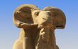 A close up of an ancient Egyptian ram statue in Luxor in Egypt near the Karnak temple. This figure stands alone, others in a row. In the background the blue sky.